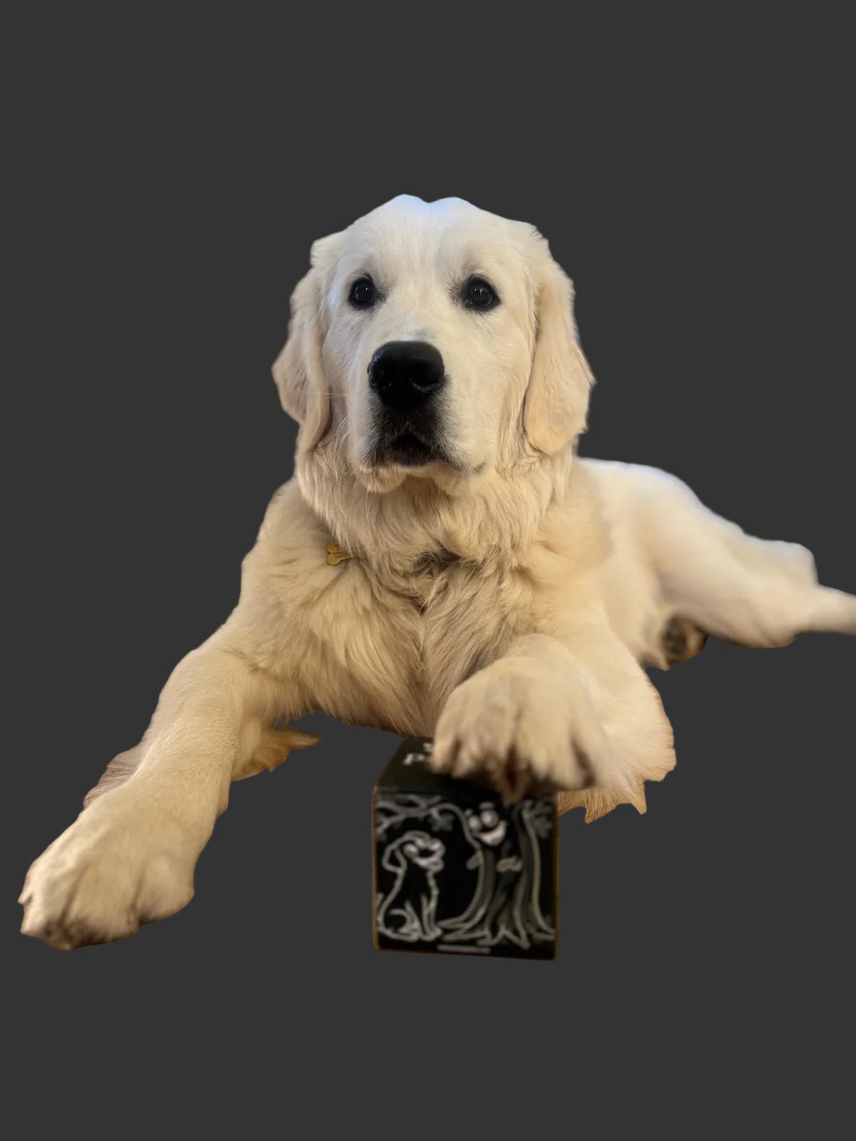 Porus Pet Waste Bags (18 Micron thick) - Porus Plastic